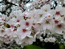 【汐見公園】桜のトンネル【2025】