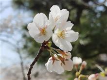桜偵察