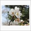 桜偵察