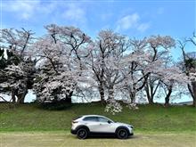 彦根城2025 桜🌸まとめ