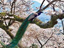 🌸🦚春の花園巡りNo.6『桜と孔雀編 』🦚🌸