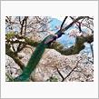 🌸🦚春の花園巡りNo.6『桜と孔雀編 』🦚🌸