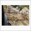 まだ岐阜方面では桜が散っていないようなので