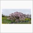 日本三大桜　三春の滝桜からの銀山温泉旅行