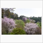 雨の中、近場の桜探訪