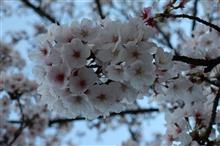 気になるブログのUPに・・・？ 