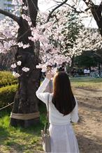 2025桜🌸　榴岡公園の桜を撮る