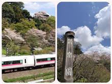 水戸の桜　〜2025〜