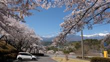 伊那路の桜　長野県中川村
