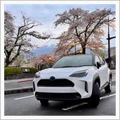 2025年 桜のシーズン　最 ...