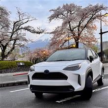 2025年 桜のシーズン　最後の落花も楽しみました🌸 〜 境内編