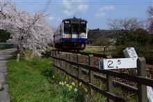 のと鉄道 と 🌸桜🌸 のと鉄道 と 🌸桜🌸