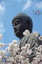 茨城桜めぐり