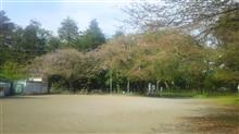 もう終わりかな・・・桜