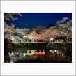 夜のお花見✿ﾟ❀.(*&#180;▽`*)❀.ﾟ✿  〜津偕楽公園〜