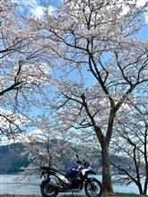 海津大崎2025🌸桜