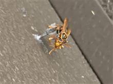 駆除すべきか…？