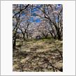 北杜と安曇野へ桜遠征（一日目）