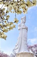2025桜🌸　船岡城址公園 観音さまと桜を愛でる