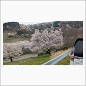 夢農場の桜