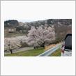 夢農場の桜