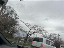 桜はまだです。