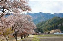 何とか間に合う？今年の桜huntツーリング