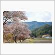何とか間に合う？今年の桜huntツーリング