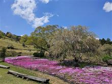 8年ぶりに山本牧場の芝桜