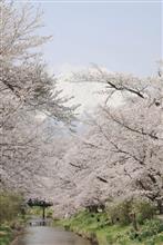 山中湖～忍野の桜