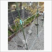 防鳥ネットの張り替え