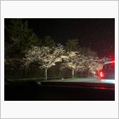 桜、咲いてた。