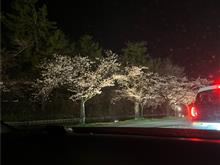 桜、咲いてた。