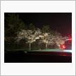 桜、咲いてた。