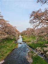タイヤ交換して花見に🌸✨