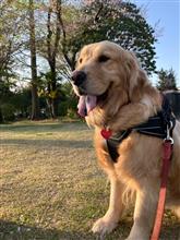 愛犬