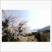 2025 桜　～ Here, ...