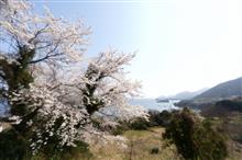 2025 桜　～ Here, There and Everywhere ～