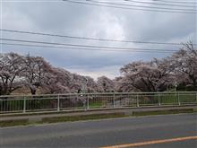 桜 桜