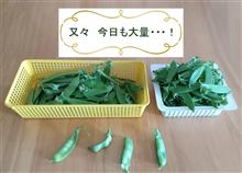 〈きぬさや〉きょうの収穫🫛