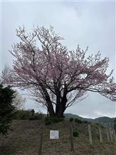 桜咲く　近所20250420