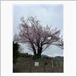 桜咲く　近所20250420