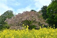 最後はタイミングを逃した八重桜w