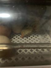 ぴよぴよ