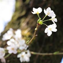 桜の時期には間に合わなかった