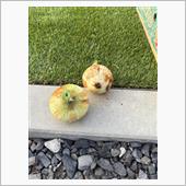 土曜日は不用品処分と畑活して ...