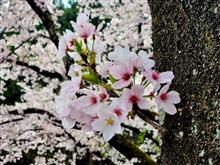 桜を求めて🚗💨群馬県みなかみ町