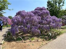 あしかがフラワーパークに藤の花を観に行きました。