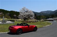 この春最後の桜ドライブ③