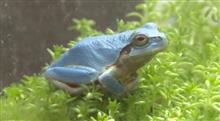 珍…青いアマガエル